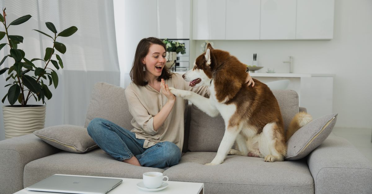 Top 6 dicas para salvar seu tapete de acidentes pets